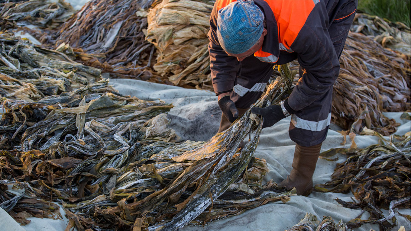 Водорослевый комбинат. Добыча водорослей. Белое море ламинария. Добыча морской капусты. Ламинария добыча.