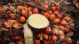 Правительство отказалось бороться с пальмовым маслом в продуктах питания