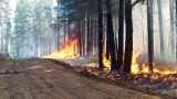 Гринпис: лесные пожары в Сибири охватили территорию больше, чем Греция