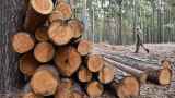 «Будет на 20-30% снижение». В правительстве предупредили об угрозе краха лесной промышленности