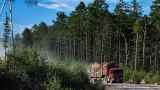 Японцы запланировали выкупить 75% крупнейшей лесной компании Дальнего Востока