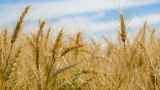 Заморозки уничтожили посевы пшеницы в четырех российских регионах