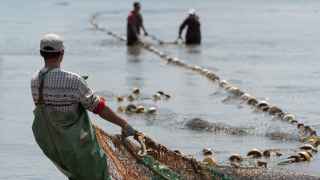 В реке Амур, когда-то полной лосося, с 2017 года наблюдается исчезновение рыбы.