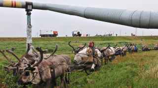 Газовики рассказывают о том, что позволяют пройти оленям через газопровод как об особой милости