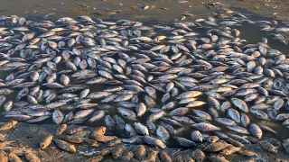 Прокуратура заявила, что массовая гибель рыбы стала результатом критического падения уровня воды и недостатка кислорода.