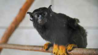 Приматы обычно конфискуются на таможне и из нелегальных зоопарков для домашних животных.