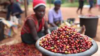 Сбор урожая кофе в Кении.