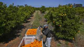 Сбор урожая апельсинов в австралийском штате Новый Южный Уэльс.