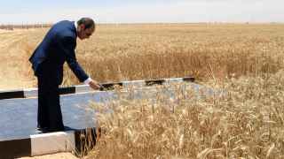 Президент Египта Абдель Фаттах эль-Сиси на открытии сезона сбора урожая пшеницы в Восточном Эль-Авайнате