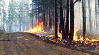 Эксперты предупреждают, что пожары в этом году могут стать самыми разрушительными в истории.