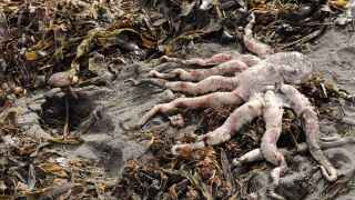 На Камчатке вновь зафиксировали массовую гибель морских животных