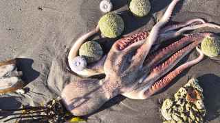 Местные жители обнаружили сотни мертвых морских животных, выброшенных на берег.